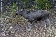 Elchkuehe setzen meist 1 Kalb, aber auch 2 Kaelber sind keine Seltenheit  -  (Foto einjaehriges Elchkalb), Alces alces - Alces alces (alces), The cow Moose usually bearing 1 to 2 calves  -  (Photo Moose calf 1 year of age)