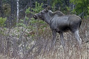 Elche koennen in freier Wildbahn ein Alter von 15 Jahren erreichen, dies ist aber nur selten der Fall  -  (Foto einjaehriges Elchkalb), Alces alces - Alces alces (alces), The maximum lifespan of a Moose in the wild is 15 years  -  (Photo Moose calf 1 year of age)