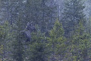 Elche koennen in Gefangenschaft ein Hoechstalter von 27 Jahren erreichen  -  (Foto Elchkuh im Regenschauer), Alces alces - Alces alces (alces), The maximum lifespan in captivity for a Moose is 27 years  -  (Photo cow Moose in heavy rain)