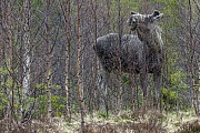 Elche aesen im Fruehjahr gerne junge Baumtriebe und frisches Laub von Birken, Weiden und Pappeln  -  (Foto Elchbulle mit Bastgeweih), Alces alces - Alces alces (alces), Moose browse in early spring fresh shoots and leaves from trees such as birch, willow and asp  -  (Photo bull Moose with velvet-covered antlers)