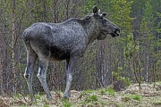 Der maennliche Elch wird Bulle genannt, das Weibchen nennt man Kuh und das Jungtier bezeichnet man als Kalb  -  (Foto Elchbulle mit Bastgeweih), Alces alces - Alces alces (alces), The male Moose is called a bull, the female is a cow and a young is a calf  -  (Photo bull Moose with velvet-covered antlers)