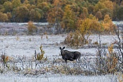Eine Elchkuh am fruehen Morgen in herbstlicher Landschaft mit Raureif, Alces alces, A cow Moose in an autumn landscape with hoarfrost