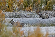 Aufmerksam beobachtet der Elchbulle das Weibchen, waehrend das Kalb dem Muttertier hinterher zieht, Alces alces, The bull Moose attentively watches the female while the calf follows the mother