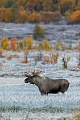 Ein Elchbulle in Norwegen, Alces alces, A bull Moose in Norway