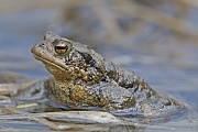 Erdkroete, die Maennchen besitzen keine Schallblasen  -  (Muggel - Foto Erdkroete Maennchen im Laichgewaesser), Bufo bufo, Common Toad, the males have no sound bubbles  -  (European Toad - Photo Common Toad male in Sweden)