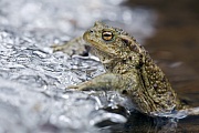Common Toad, the females can reach about 15 cm in length  -  (European Toad - Photo Common Toad in Sweden)