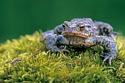 Erdkroete, die Weibchen werden deutlich groesser als die Maennchen  -  (Mummel - Foto Erdkroete Weibchen), Bufo bufo, Common Toad, the females are much larger than males  -  (European Toad - Photo Common Toad female)