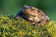 Erdkroeten erreichen die Geschlechtsreife im Alter von 3 - 5 Jahren  -  (Krott - Foto Erdkroete Weibchen), Bufo bufo, Common Toad reach sexual maturity after 3 to 5 years of age  -  (European Toad - Photo Common Toad female)