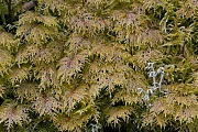 Das Etagenmoos bevorzugt schattige Standorte  -  (Stockwerkmoos - Foto Etagenmoos in Schweden), Hylocomium splendens, The Glittering Woodmoss is a shade-loving plant  -  (Splendid Feather Moss - Photo Glittering Woodmoss in Sweden)