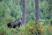 Elche koennen taeglich mehr als 32kg an Nahrung aufnehmen  -  (Foto junger Elchbulle mit Bastgeweih), Alces alces - Alces alces (alces), Moose can eat up to 32kg of food per day  -  (Photo young bull Moose with velvet-covered antlers)