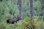 Elche koennen taeglich mehr als 32kg an Nahrung aufnehmen  -  (Foto junger Elchbulle mit Bastgeweih), Alces alces - Alces alces (alces), Moose can eat up to 32kg of food per day  -  (Photo young bull Moose with velvet-covered antlers)
