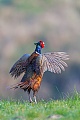 Fasane sind Standvoegel und koennen das ganze Jahr beobachtet werden  -  (Jagdfasan - Foto balzender Fasanhahn), Phasianus colchicus, Common Pheasant is present all year  -  (Pheasant - Photo Common Pheasant cock mating)