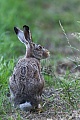 Feldhasen geben einen markerschuetternden Klagelaut von sich, wenn sie verletzt oder gefangen werden, dieser Laut wird HASENKLAGE genannt  -  (Foto Feldhase im Spaetfruehling), Lepus europaeus, European Hare squeal when hurt or scared  -  (Brown Hare - Photo European Hare in late spring)