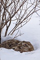 Feldhase, kurz nach der Geburt wiegen Junghasen 100-150 Gramm  -  (Euopaeischer Feldhase - Foto Feldhase im Winter in seiner Sasse), Lepus europaeus, European Hare, the leverets weigh about 100-150 grams at birth  -  (Brown Hare - Photo European Hare in his form in winter)