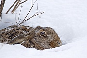 Feldhase, die Haesin kommt hoechstens zweimal am Tag fuer circa 5 Minuten zum Saeugen  -  (Europaeischer Feldhase - Foto Feldhase im Schnee), Lepus europaeus, European Hare, the mother will visit to nurse the leverets for about five minutes a day  -  (Brown Hare - Photo European Hare in snow)