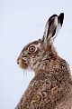 Feldhasen erreichen ueber kurze Distanzen Geschwindigkeiten von bis zu 70 Km/h   -  (Europaeischer Feldhase - Foto Feldhase Portraet vom Rammler), Lepus europaeus, European Hare can reach over short distances speeds of 70 Km/h  -  (Brown Hare - Photo European Hare male portrait)