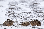 Feldhasen druecken sich bei Gefahr bewegungslos auf den Boden und ergreifen erst im letzten Moment die Flucht  -  (Europaeischer Feldhase - Foto Feldhasen in der Rammelzeit), Lepus europaeus, European Hare is generally shy in nature  -  (Brown Hare - Photo European Hare in the mating season)