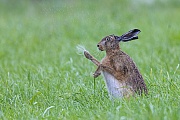 Feldhasen geben einen markerschuetternden Klagelaut von sich, wenn sie verletzt oder gefangen werden, dieser Laut wird HASENKLAGE genannt  -  (Foto Feldhase nach einem Regenschauer), Lepus europaeus, European Hare squeal when hurt or scared  -  (Brown Hare - Photo European Hare after a shower of rain)