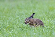 Feldhasen erreichen ueber kurze Distanzen Geschwindigkeiten von bis zu 70 Km/h   -  (Europaeischer Feldhase - Foto Feldhase Fellpflege nach dem Regen), Lepus europaeus, European Hare can reach over short distances speeds of 70 Km/h  -  (Brown Hare - Photo European Hare grooming after rain)
