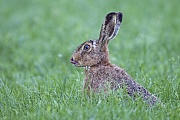 Feldhasen druecken sich bei Gefahr bewegungslos auf den Boden und ergreifen erst im letzten Moment die Flucht  -  (Europaeischer Feldhase - Foto Feldhase auf Nahrungssuche), Lepus europaeus, European Hare is generally shy in nature  -  (Brown Hare - Photo European Hare in search of food)