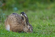 Feldhase, insbesondere der grossflaechige Anbau von Getreide wirkt sich negativ auf die Bestaende aus  -  (Europaeischer Feldhase - Foto Feldhase auf Nahrungssuche), Lepus europaeus, European Hare, the large-scale cultivation of cereals has a negative effect on hares  -  (Brown Hare  - Photo European Hare foraging)