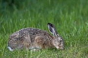 Feldhasen sind generell sehr scheu  -  (Europaeischer Feldhase - Foto Feldhase auf Nahrungssuche), Lepus europaeus, European hare is generally shy in nature  -  (Brown hare - Photo European hare foraging)