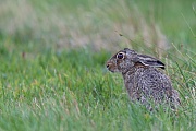 Feldhase, die Ohren werden in der Jaegersprache LOEFFEL genannt  -  (Europaeischer Feldhase - Foto Feldhase im Sommer), Lepus europaeus, European Hare has elongated ears  -  (Brown Hare - Photo European Hare in summer)