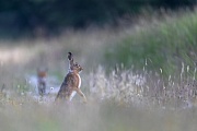 While the European Hare watches the Red Fox at all times, ready to flee, the fox continues his way, ignoring its supposed prey
