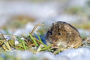 Feldmaeuse haben eine durchschnittliche Lebenserwartung von 4,5 Monaten  -  (Foto Feldmaus im Winter), Microtus arvalis, Common Vole, the average life-span is 4,5 months  -  (Field Mouse - Photo Common Vole in winter)