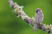 Feldsperling, ein Gelege besteht in der Regel aus 5 - 6 Eiern  -  (Feldspatz - Foto Feldsperling ruht auf einem Ast), Passer montanus, Eurasian Tree Sparrow, the female lays 5 to 6 eggs  -  (Tree Sparrow - Photo Eurasian Tree Sparrow rests on a branch)