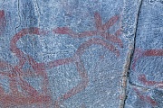 Dieser Ausschnitt zeigt das Felsbild eines Rentieres, Provinz Jaemtlands Laen in Schweden, This detail shows the rock painting of a reindeer