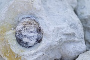 Rueckseite vom Belemnit in Kreide - (Donnerkeil), Fossilien - fossils, Back side of a belemnite in chalk