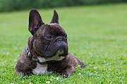 Franzoesische Bulldogge waechst kein Winterfell, deshalb koennen sich die Tiere bei kalter Witterung schnell erkaelten - (Foto Ruede), Canis lupus familiaris, French Bulldog has only a single short coat, that means he becomes cold very easily - (Photo male dog)