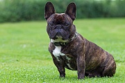 Franzoesische Bulldoggen sind eine sehr populaere Hunderasse, beispielsweise in Grossbritanien und den USA - (Foto Ruede), Canis lupus familiaris, French Bulldog is a very popular dog breed in many countries, for example in the UK and in the USA - (Photo male dog)