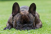 Franzoesische Bulldogge, im Englischen werden auch die Namen FROG DOG und CLOWN DOG verwendet, dies in Anlehnung an bestimmte Verhaltensweisen - (Foto Ruede Portraetaufnahme), Canis lupus familiaris, French Bulldog, is sometimes called FROG DOG or a CLOWN DOG - (Photo male dog portrait)