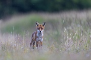 Shortly before, this Red Fox had unsuccessfully tried to capture a hare, now it stands surprised in front of the photographer who is waiting on the ground ready to be photographed and becomes his prey, but with a pleasant outcome for both sides