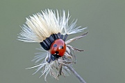Fuenfpunkt-Marienkaefer, die Larven ernaehren sich von Blattlaeusen  -  (Fuenfpunkt), Coccinella quinquepunctata, Five-spot Ladybird, the larvae feeds on aphids  -  (Five-spotted Ladybug)