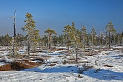 Hochmoor im Winter nahe des Fulufjaellet-Nationalparks in Schweden, Fulufjaellet-Nationalpark  -  Dalarnas Laen  -  Schweden, Hill moor in winter near the Fulufjaellet National Park in Sweden