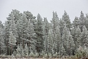 Ein kalter nebliger Morgen mit Raureif in Mittelschweden, Fulufjaellet-National Park  -  Dalarnas Laen  -  Sweden, A cold misty morning with hoarfrost in central Sweden