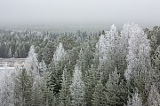 Raureiflandschaft mit Kiefern und Birken, Fulufjaellet-National Park  -  Dalarnas Laen  -  Sweden, Hoarfrost landscape with pines and birches
