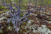 Eine alte Baumwurzel zwischen Moosen und Flechten, Fulufjaellet-Nationalpark  -  Dalarnas Laen  -  Schweden, An old tree root between mosses and lichens