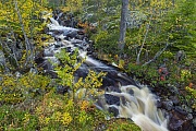 Die Herbstfarben geben dem Wildbach einen schoenen Rahmen, Fulufjaellet-Nationalpark  -  Dalarnas Laen  -  Schweden, The autumn colours give the torrent a beautiful setting