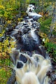 Wildbach im Herbst, Fulufjaellet-Nationalpark  -  Dalarna  -  Schweden, Mountain torrent in fall