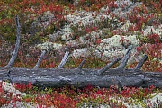 Ein alter Baumstamm eingerahmt von den purpurroten Herbstblaettern der Heidelbeere und dem Graugruen der Rentierflechte