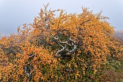 An einer windgeschuetzten Stelle auf dem Fulufjaell waechst eine einzelne Birke deren Herbstlaub im schoensten Orange leuchtet