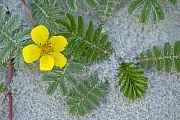 The Silverweed is very resistant and hardwearing
