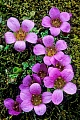 The Purple Saxifrage is common all over the high Arctic  -  (Purple Mountain Saxifrage - Photo Purple Saxifrage in the Alps)