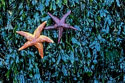 Gemeine Seesterne besitzen 5 Arme  -  (Foto Gemeine Seesterne auf Seetang an der Ostseekueste in der Kieler Foerde), Asterias rubens, Common Starfish has five arms  -  (Common Sea Star -  Photo Common Starfish on seaweed in the Kiel Fjord)