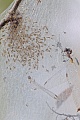 Gerandete Wasserspinnen erreichen ein Alter von zweieinhalb Jahren  -  (Foto Gerandete Wasserspinne Jungtiere und Libellenfluegel im Spinnennetz), Dolomedes plantarius, Great Raft Spiders will live for two and a half year  -  (Fen Raft Spider - Photo Great Raft Spider spiderlings and dragonfly wings in a cobweb)