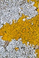 Die Gewoehnliche Gelbflechte entwickelt Apothecien die fast immer vorhanden sind  -  (Foto Gewoehnliche Gelbflechte in den schwedischen Schaeren an der Ostseekueste)